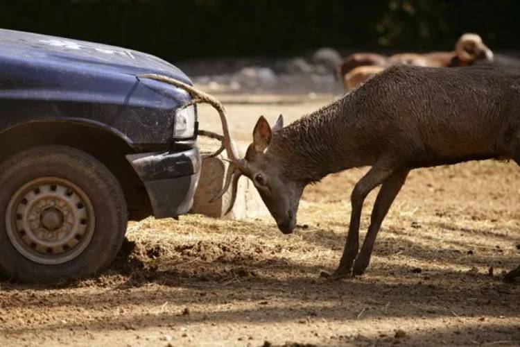 Damage from animals